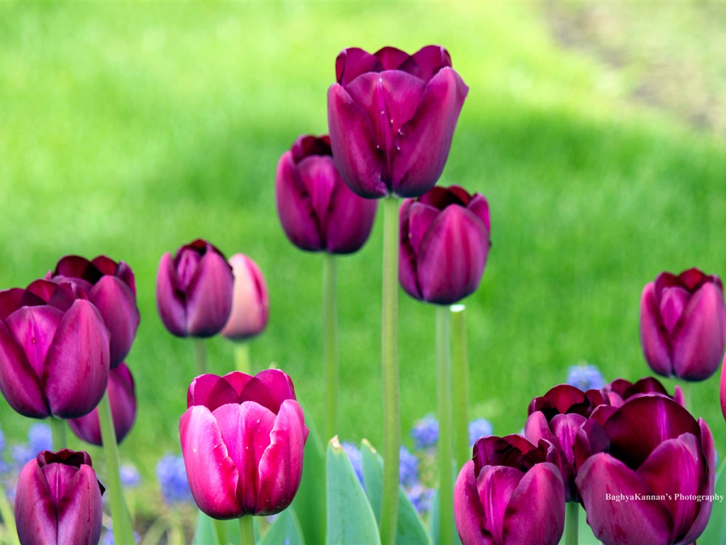 Belles fleurs de tulipes, de Windows 8 fonds d'écran HD à thème #12 - 1024x768
