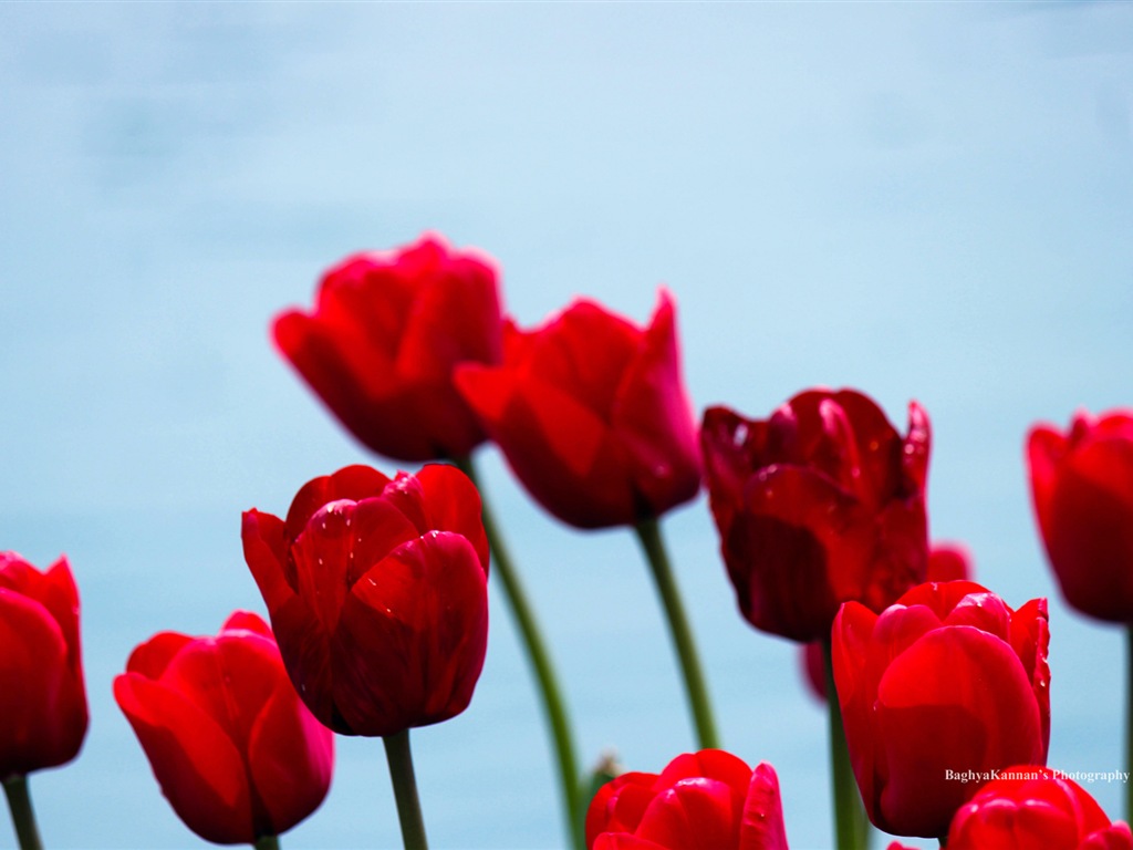 아름다운 튤립 꽃, 윈도우 8 테마의 HD 배경 화면 #13 - 1024x768