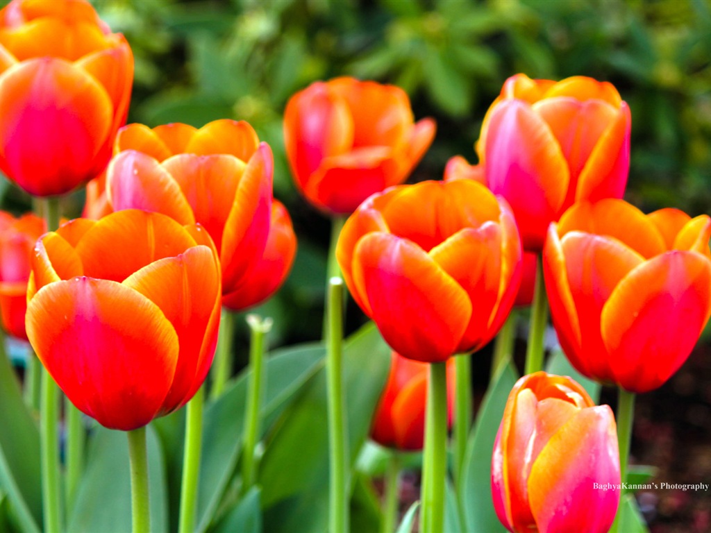 Belles fleurs de tulipes, de Windows 8 fonds d'écran HD à thème #14 - 1024x768