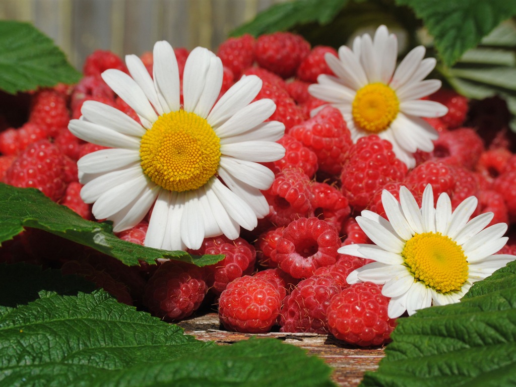 Fondos de pantalla de alta definición de frambuesa roja dulces #2 - 1024x768