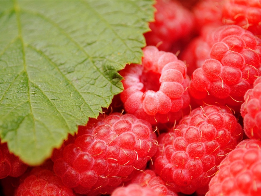 Sweet red raspberry HD wallpapers #9 - 1024x768