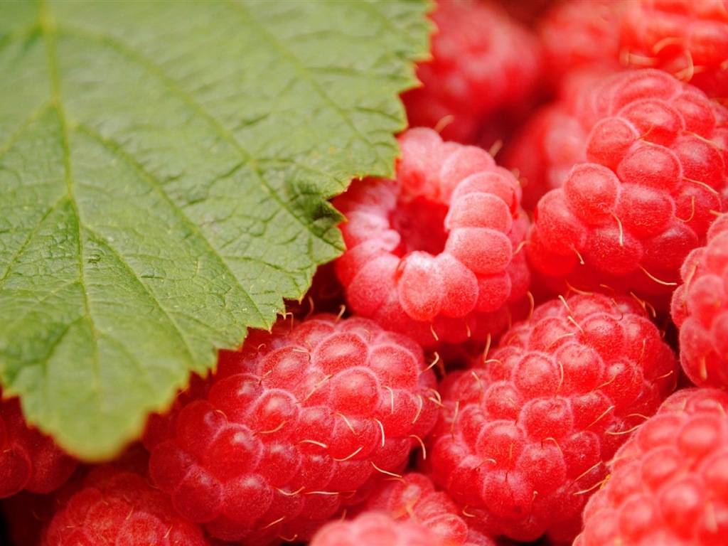 Fondos de pantalla de alta definición de frambuesa roja dulces #9 - 1024x768