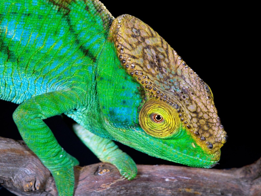 Colorful animal chameleon HD wallpapers #4 - 1024x768