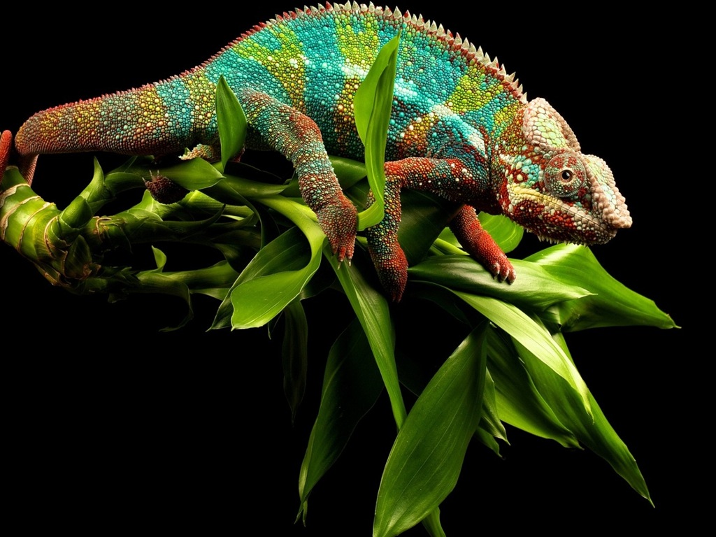Colorful animal chameleon HD wallpapers #6 - 1024x768