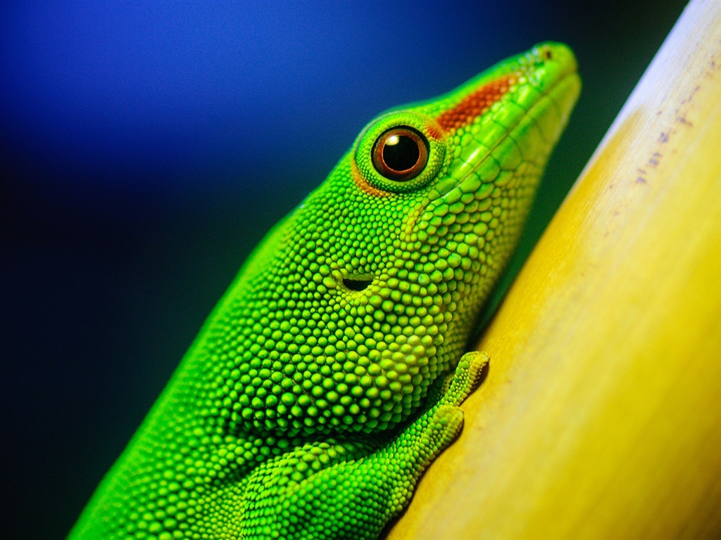 Barevné zvířat chameleon HD tapety na plochu #7 - 1024x768