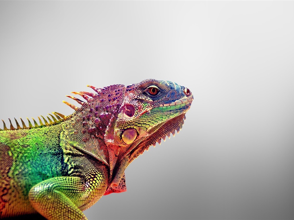 Barevné zvířat chameleon HD tapety na plochu #8 - 1024x768