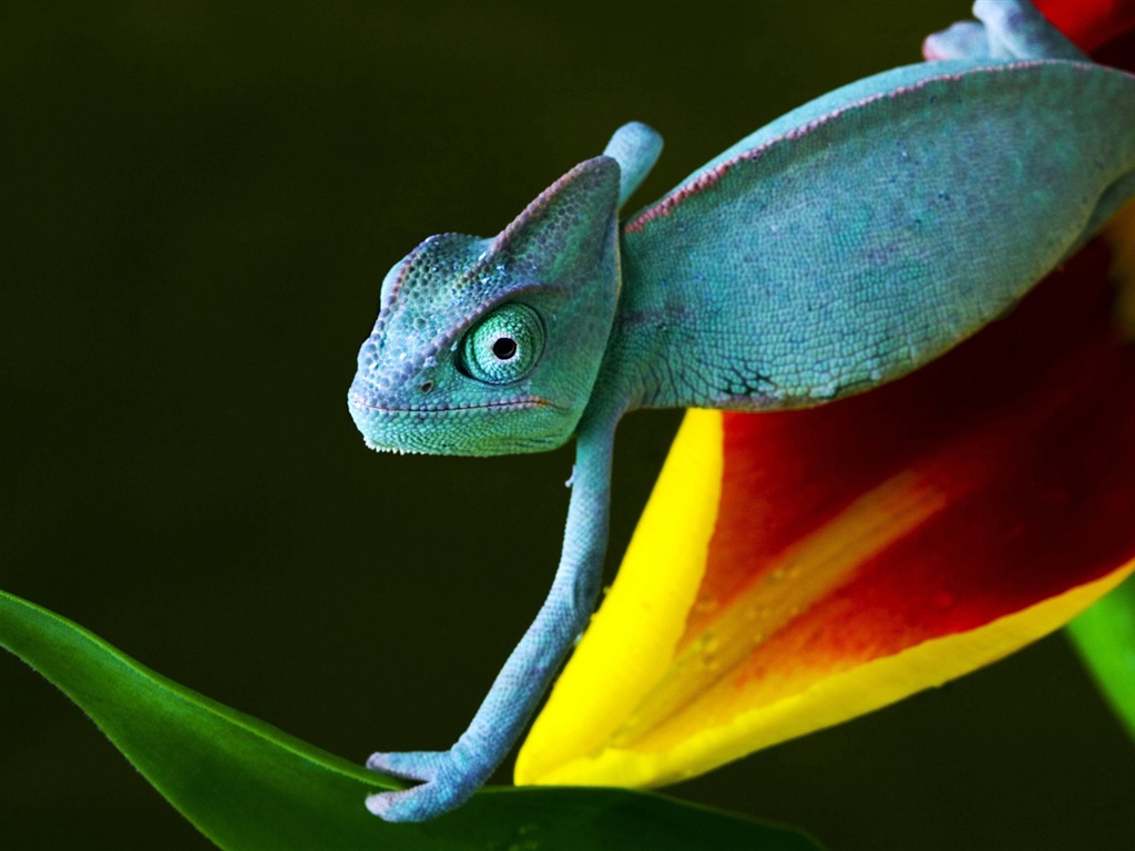 Animaux Fonds d'écran coloré caméléon HD #9 - 1024x768