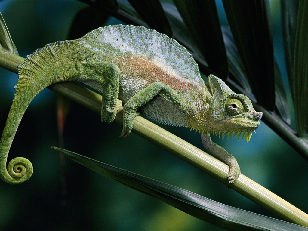Barevné zvířat chameleon HD tapety na plochu #11 - 1024x768