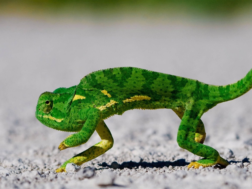 Colorful animal chameleon HD wallpapers #12 - 1024x768