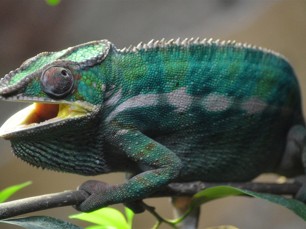 Colorful animal chameleon HD wallpapers #13 - 1024x768