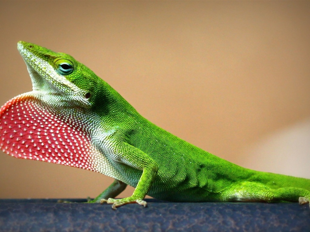 Barevné zvířat chameleon HD tapety na plochu #16 - 1024x768
