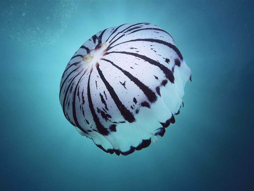 Windows 8 theme wallpaper, jellyfish #11 - 1024x768