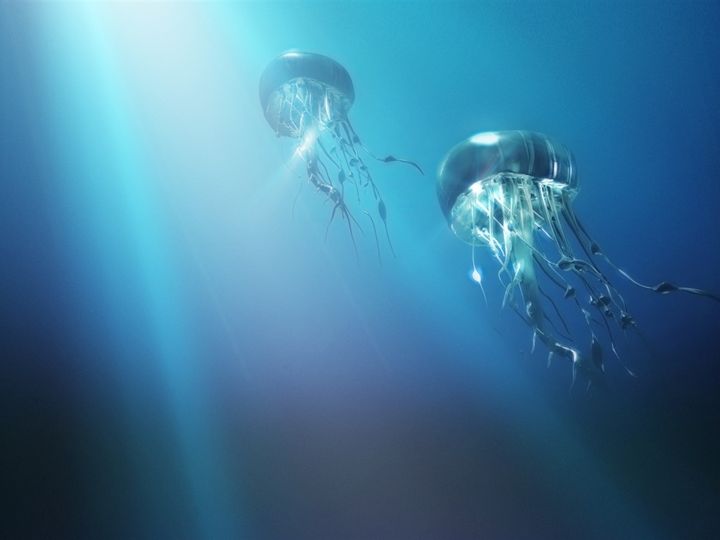 Windows 8 主題壁紙，水母 #15 - 1024x768