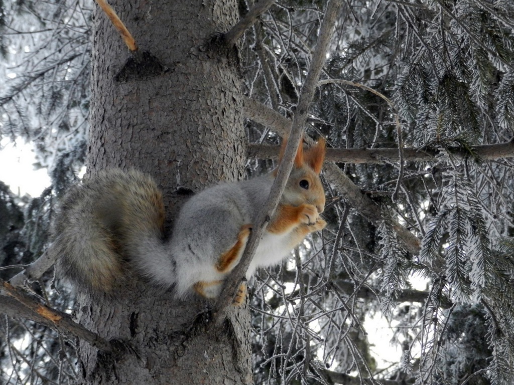 Animal close-up, cute squirrel HD wallpapers #6 - 1024x768