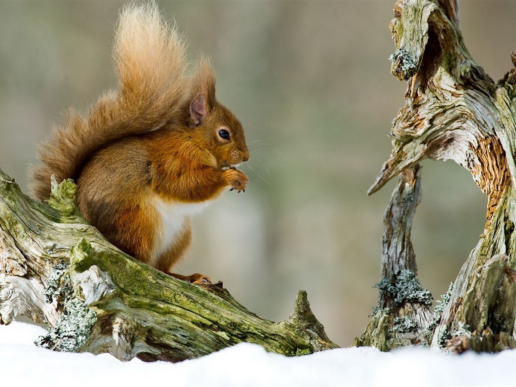 Animal close-up, cute squirrel HD wallpapers #9 - 1024x768