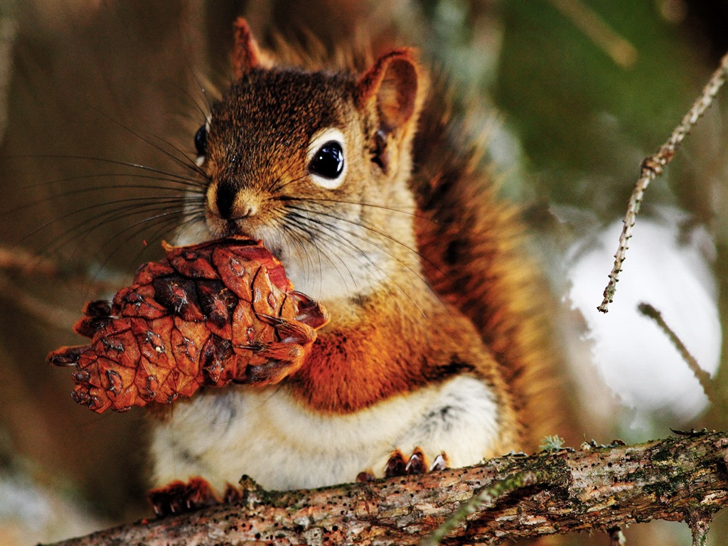 Animal close-up, cute squirrel HD wallpapers #11 - 1024x768