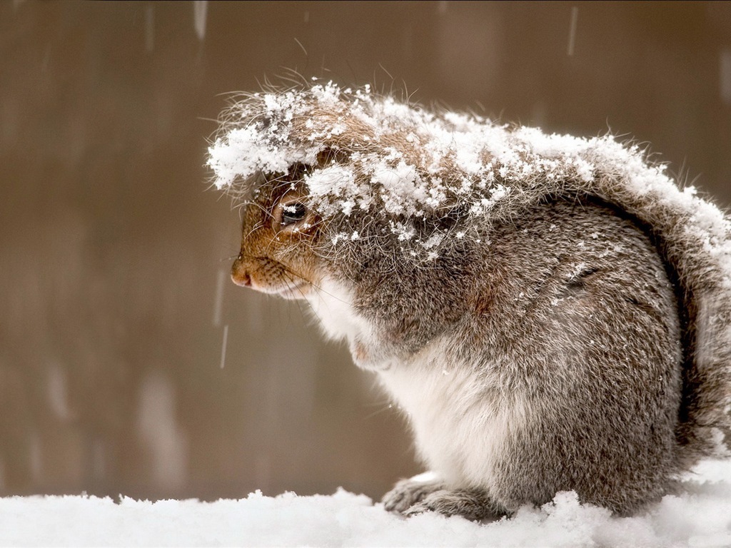 Animal close-up, cute squirrel HD wallpapers #12 - 1024x768