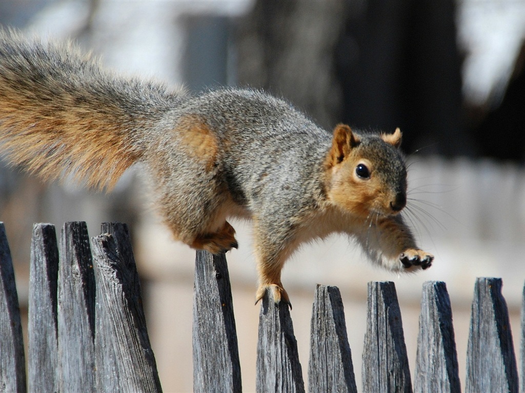 Animal close-up, cute squirrel HD wallpapers #16 - 1024x768