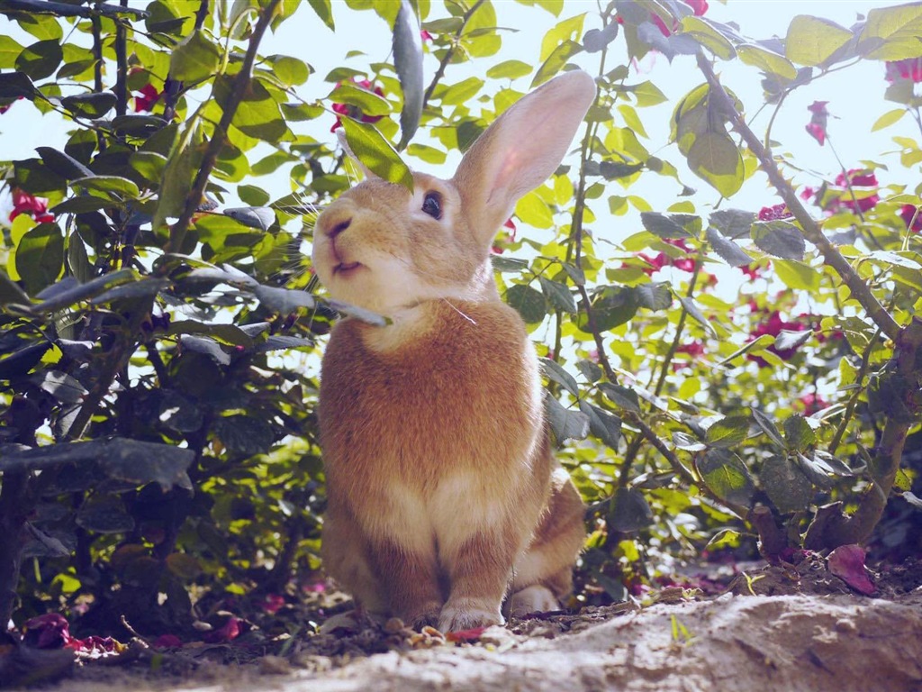 Animaux à fourrure, mignon fonds d'écran lapin HD #16 - 1024x768