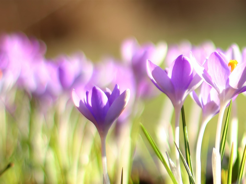 Couleurs brillantes, belles fleurs fonds d'écran HD #2 - 1024x768