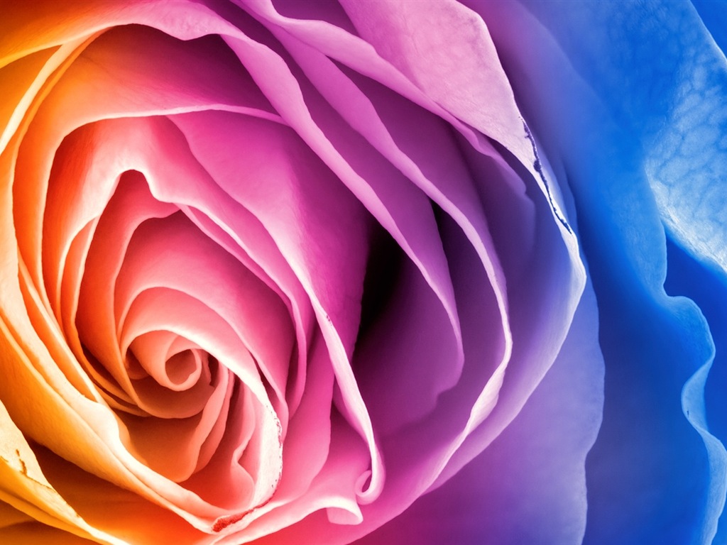 화려한 색상, 아름다운 꽃의 HD 배경 화면 #3 - 1024x768