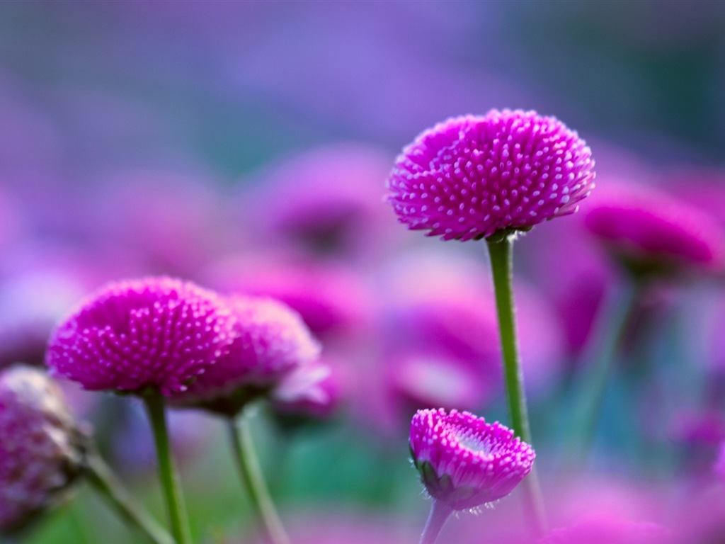 絢麗的色彩，美麗的鮮花 高清壁紙 #11 - 1024x768