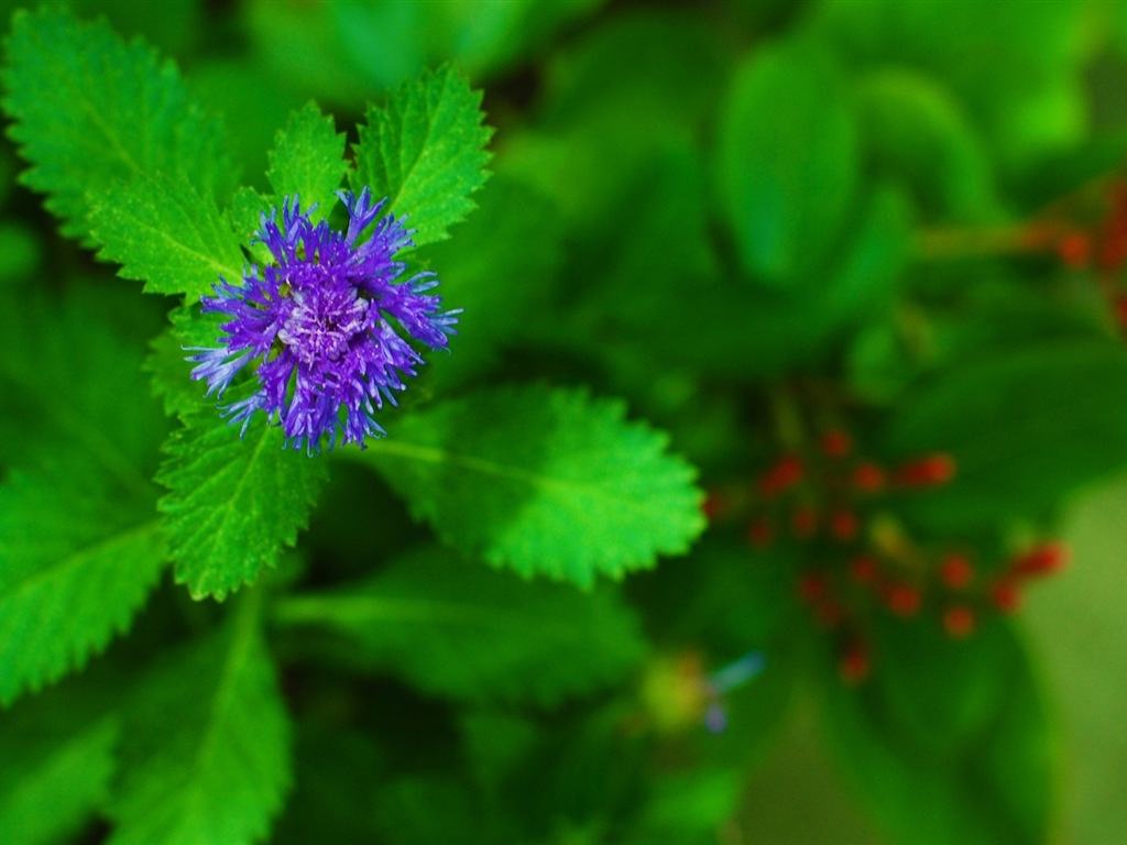 Couleurs brillantes, belles fleurs fonds d'écran HD #16 - 1024x768