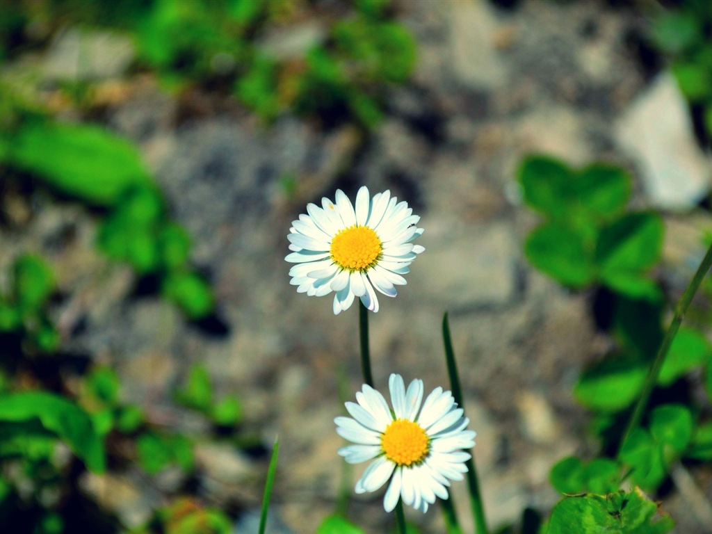 Couleurs brillantes, belles fleurs fonds d'écran HD #20 - 1024x768