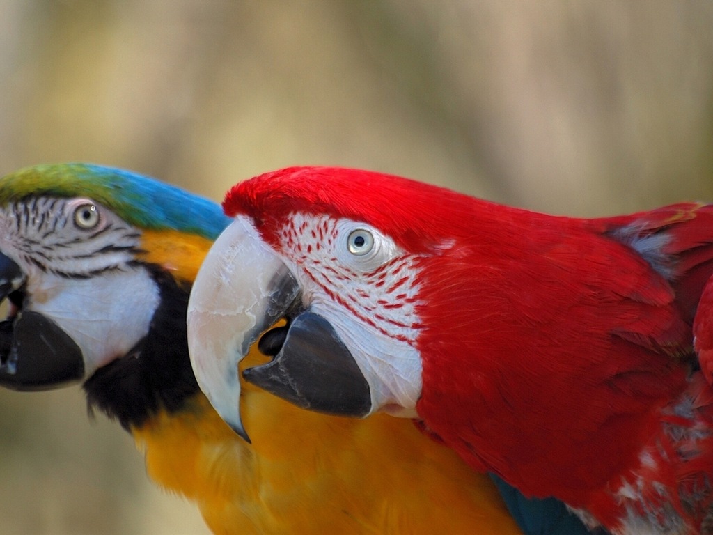 macaw close-up HD Tapety na plochu #6 - 1024x768