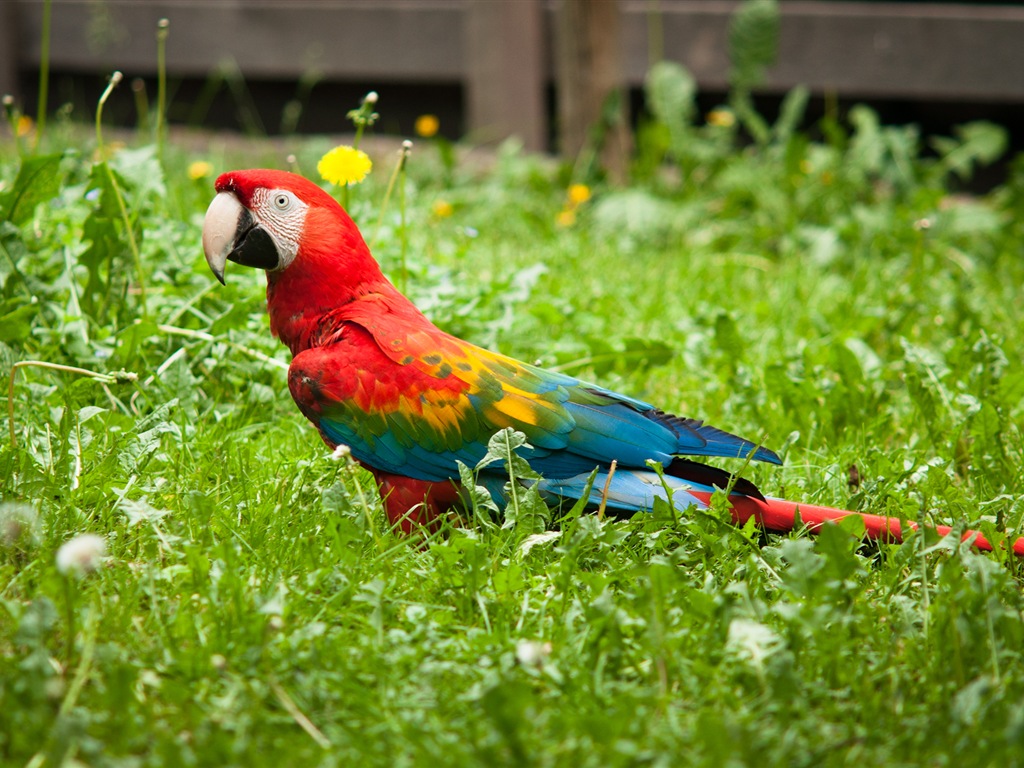 guacamayo primer plano HD fondos de pantalla #8 - 1024x768