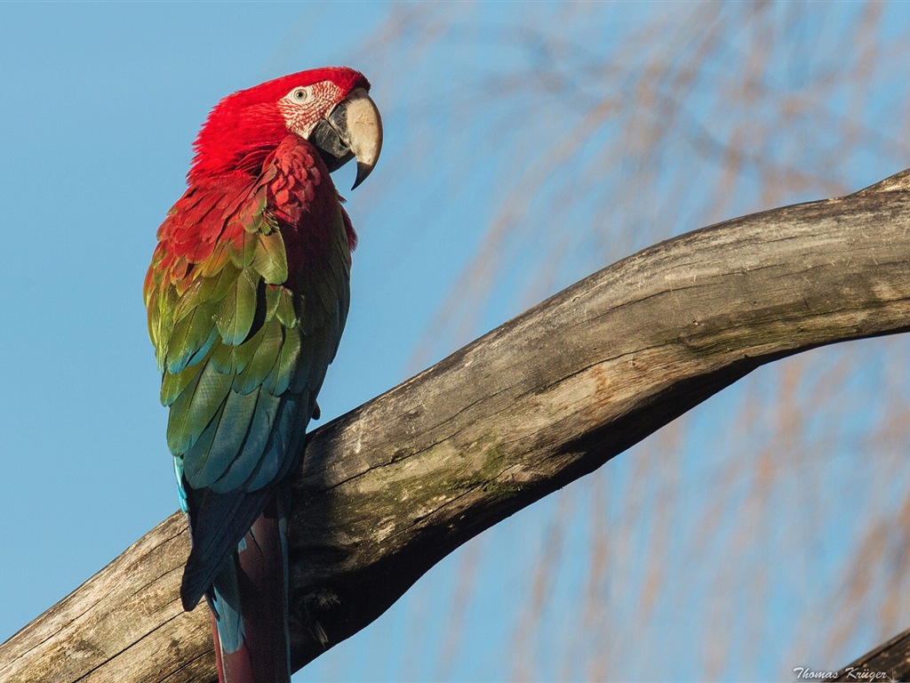 guacamayo primer plano HD fondos de pantalla #10 - 1024x768