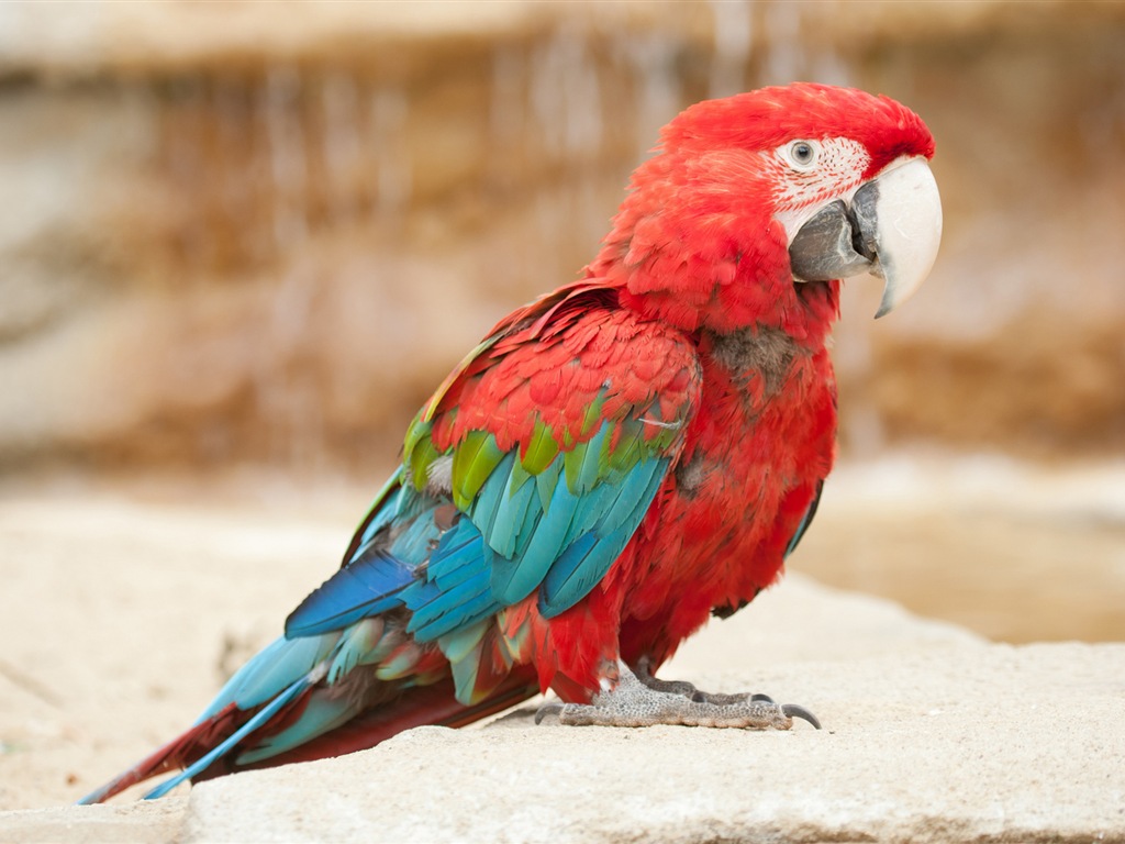 Macaw close-up fonds d'écran HD #17 - 1024x768