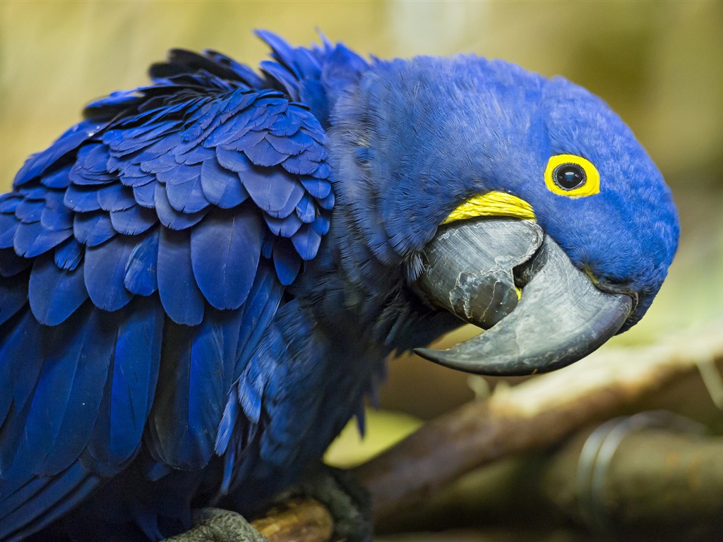 guacamayo primer plano HD fondos de pantalla #18 - 1024x768