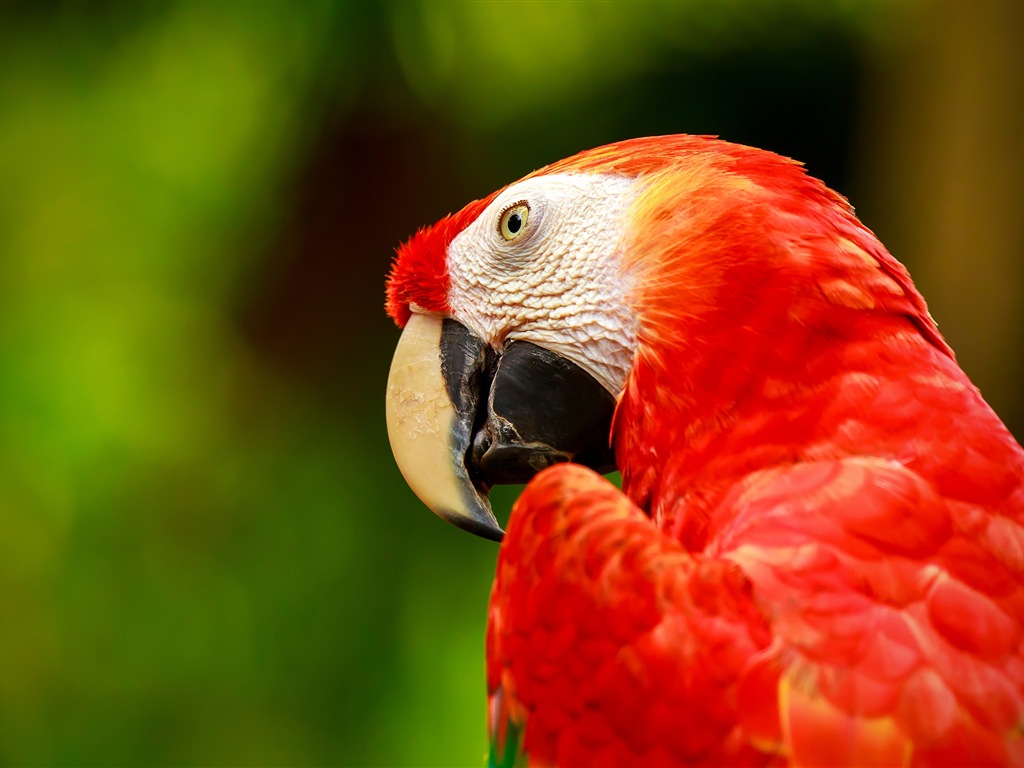 guacamayo primer plano HD fondos de pantalla #26 - 1024x768