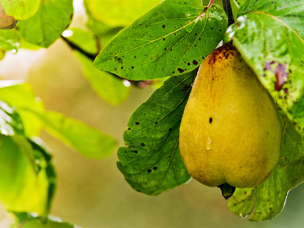 Suculenta fruta, peras fondos de pantalla de alta definición en primer plano #8 - 1024x768