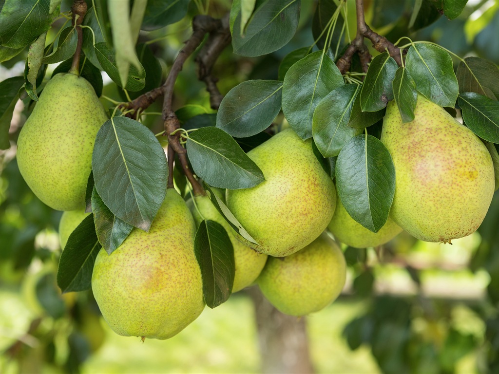 Suculenta fruta, peras fondos de pantalla de alta definición en primer plano #24 - 1024x768