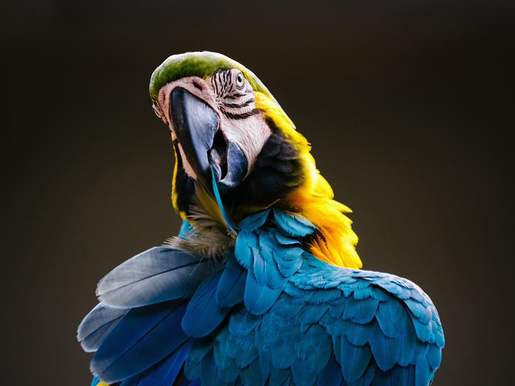 Macaw close-up HD wallpapers #2 - 1024x768