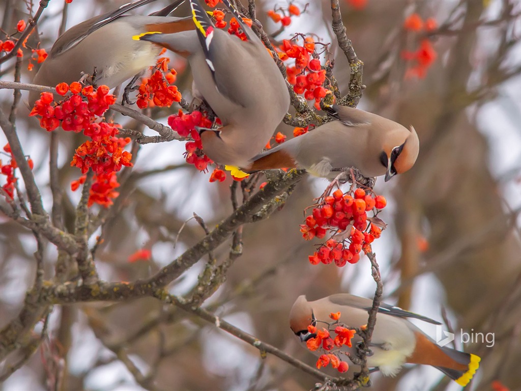 Décembre 2014 fonds d'écran HD Bing #14 - 1024x768