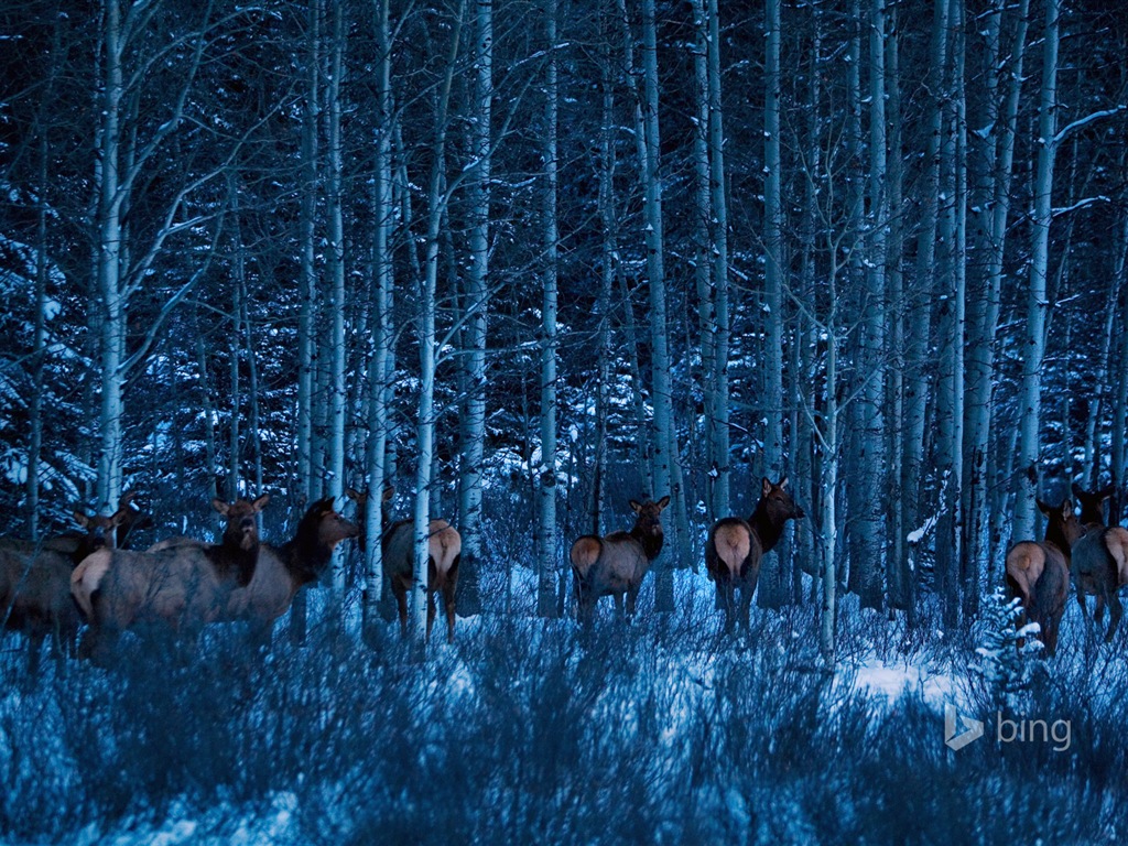 Décembre 2014 fonds d'écran HD Bing #18 - 1024x768