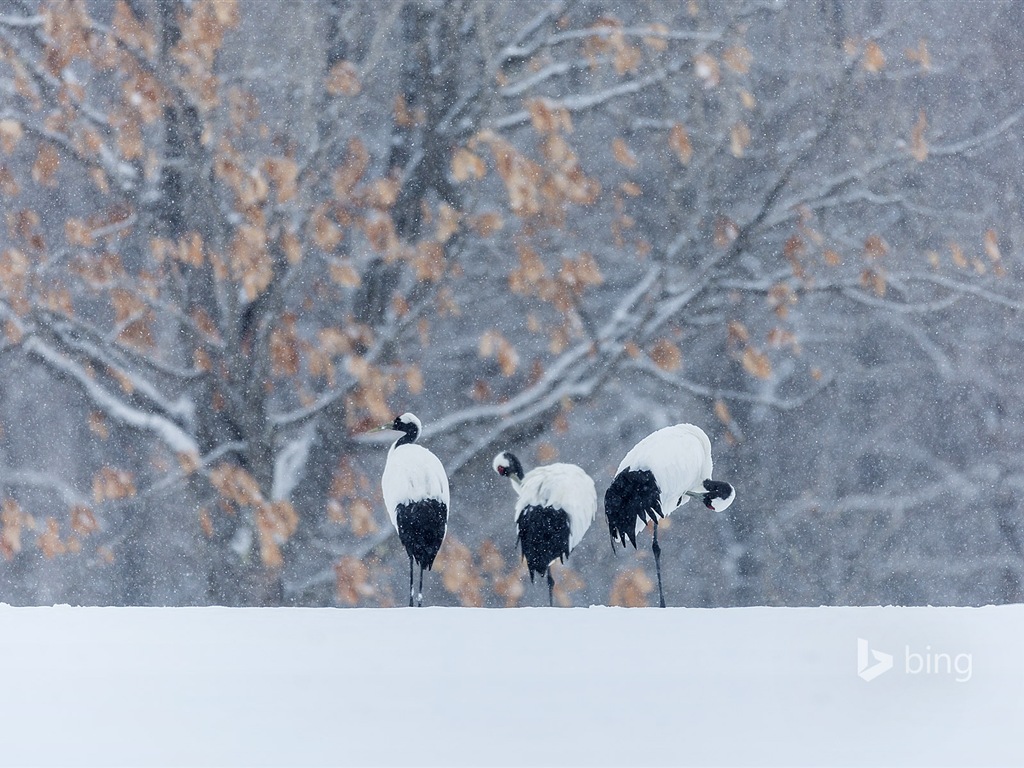 Décembre 2014 fonds d'écran HD Bing #25 - 1024x768