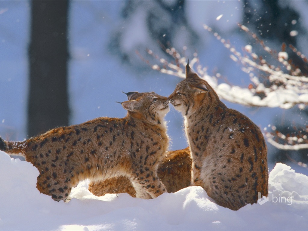 Décembre 2014 fonds d'écran HD Bing #28 - 1024x768