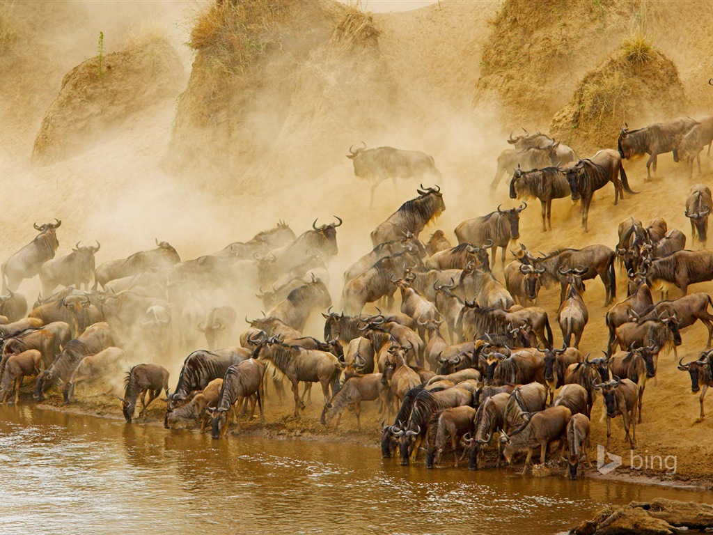 Janvier 2015 fonds d'écran HD Bing #17 - 1024x768