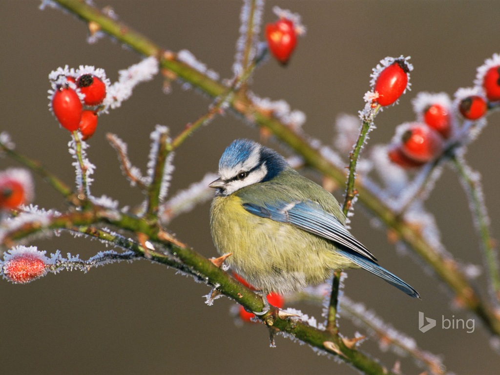 Janvier 2015 fonds d'écran HD Bing #20 - 1024x768