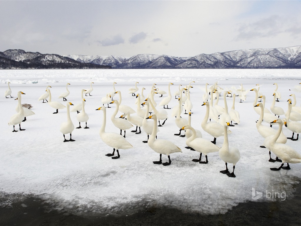 Janvier 2015 fonds d'écran HD Bing #24 - 1024x768