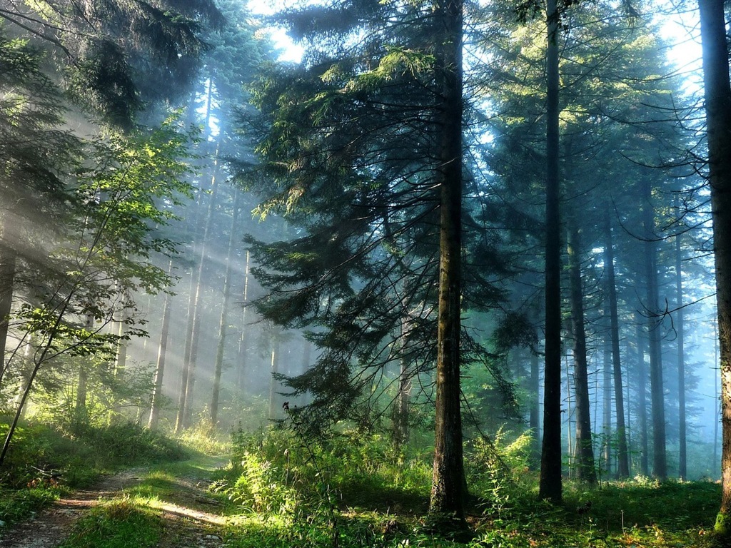 Windows 8 theme forest scenery HD wallpapers #1 - 1024x768