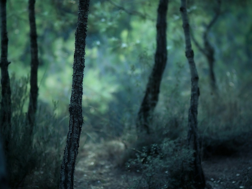 Windows 8 fonds d'écran thème paysages forestiers HD #7 - 1024x768