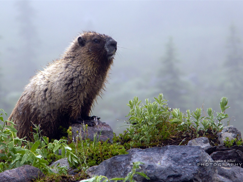 Windows 8主題，野生動物 高清壁紙 #5 - 1024x768