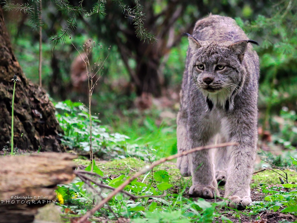 Windows 8主題，野生動物 高清壁紙 #6 - 1024x768