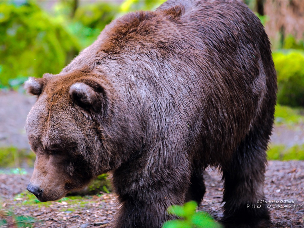 Windows 8 themes, wildlife HD wallpapers #8 - 1024x768