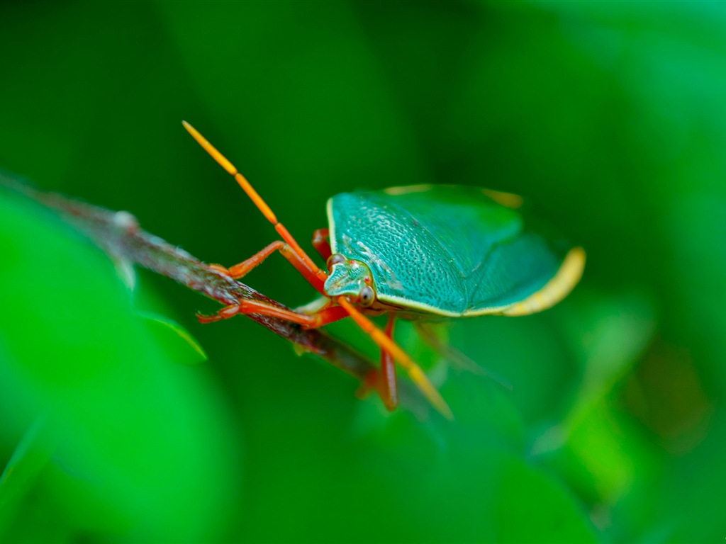 Windows 8 fond d'écran thème, insectes monde #3 - 1024x768